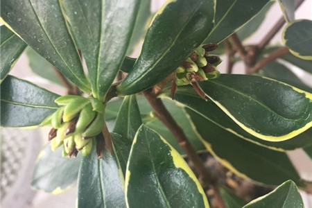 金边瑞香花苞变黑掉下是啥原因(金边瑞香花苞变黑一碰就掉)