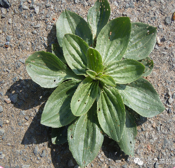 山野菜大全(黑龙江山野菜大全)