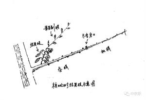 核桃树整形修剪新模式(某农户种植核桃树和杏树已知种植的核桃树)