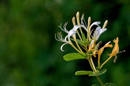 淡淡的清香花有哪些，6种清香芬芳的盆栽养起来