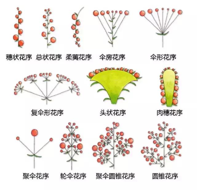 最全植物形态图解(植物形态特征描述)