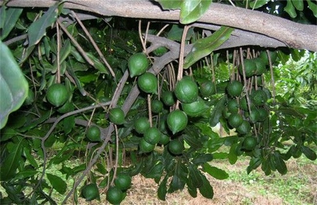 夏威夷果生长对环境条件需要求(夏威夷果的生长环境和相关知识)