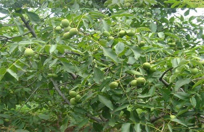 夏威夷果生长对环境条件需要求(夏威夷果的生长环境和相关知识)