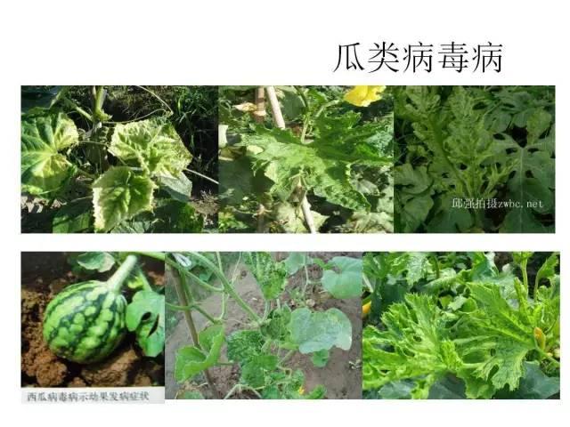 蔬菜病虫害高清图谱(蔬菜病虫害图片)