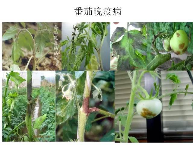 蔬菜病虫害高清图谱(蔬菜病虫害图片)