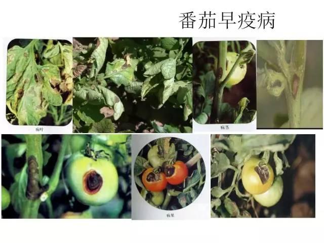 蔬菜病虫害高清图谱(蔬菜病虫害图片)