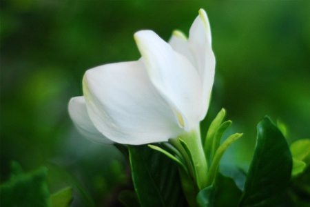 水培栀子花长出根后解决办法(栀子花水培长根后怎么处理)