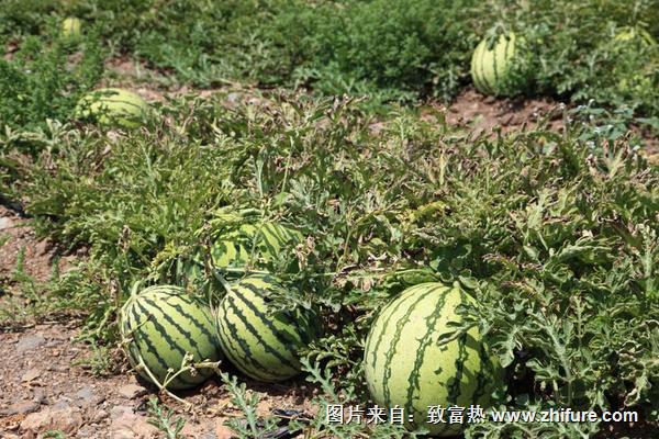 西瓜高产种植技术(黄豆高产种植技术)