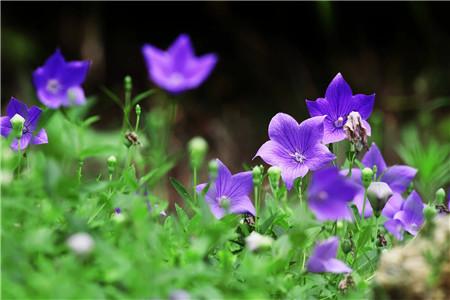 桔梗花的花语(桔梗花的花语和象征)