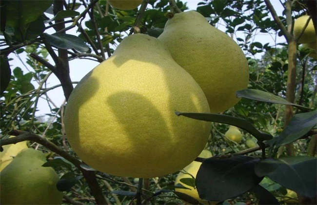 沙田柚的种植条件(容县沙田柚种植基地)