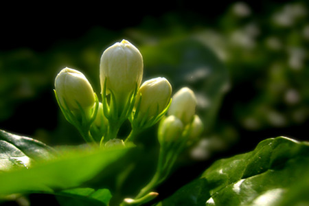 茉莉花花期(茉莉花花期几月份)