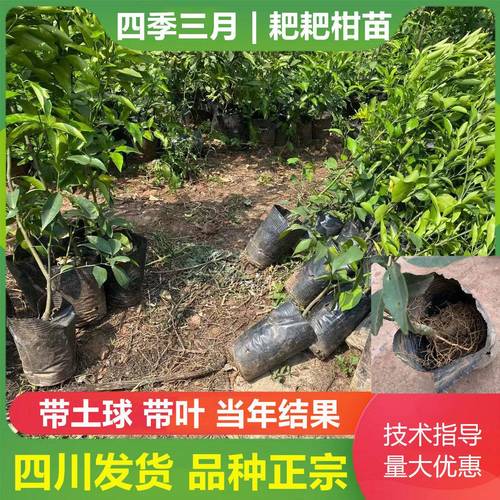 耙耙柑苗种植技术(福建耙耙柑种植地)