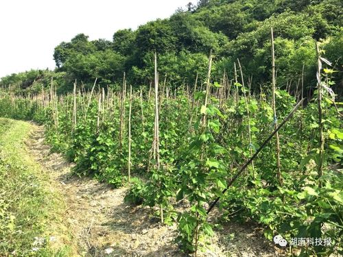 葛根种植几年可以卖