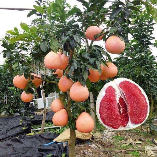 三红密柚种植技术视频