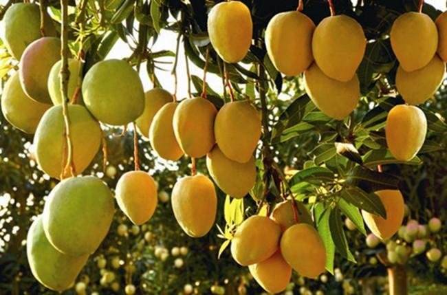 芒果如何种植技术