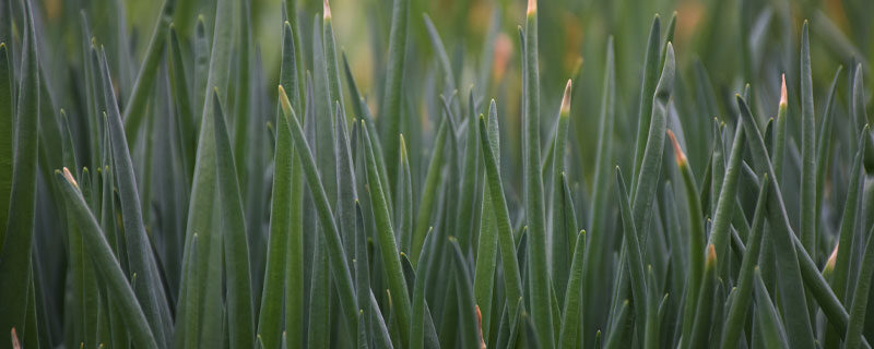 怎样种植小葱出苗快(种小葱多长时间出苗)