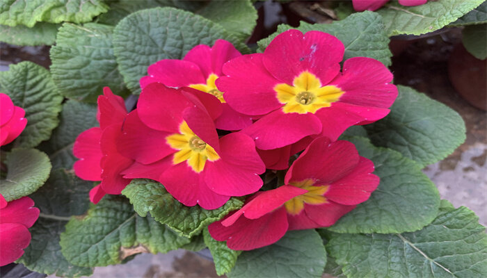 芍药花什么季节开花