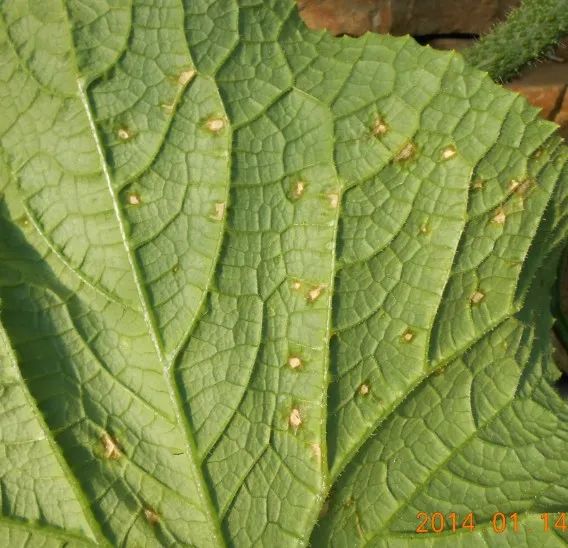 夏天黄瓜种植技术与预防病害的药物