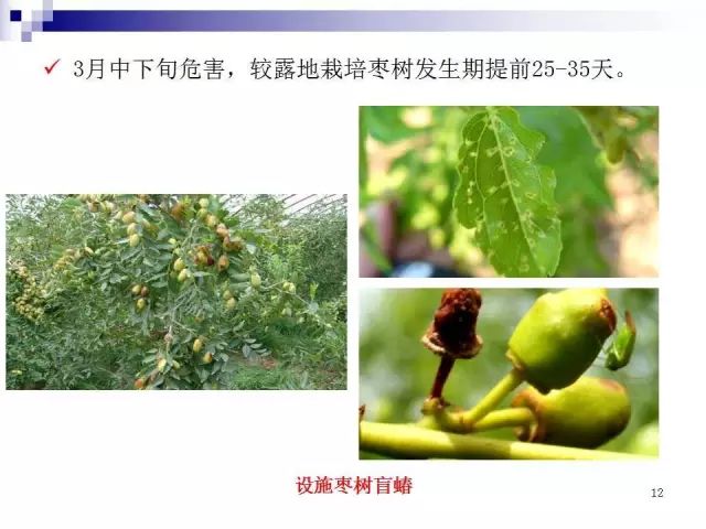 果树虫害发生规律图解(果树嫁接十八法图解)