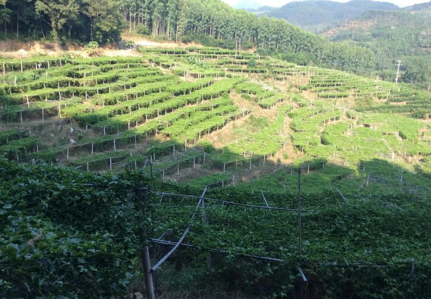 百香果的种植方法与管理技术(百香果的种植方法与管理技术图片)