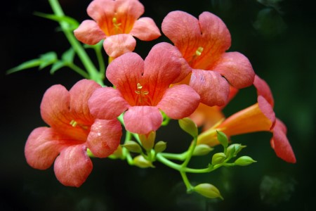 院子里种凌霄花吉利吗