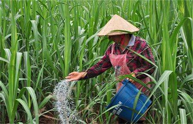 甘蔗拔节期的管理方法技巧(甘蔗拔节期的管理方法技巧图片)