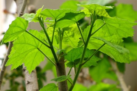 芙蓉花怎么种植(徐芙蓉:最美