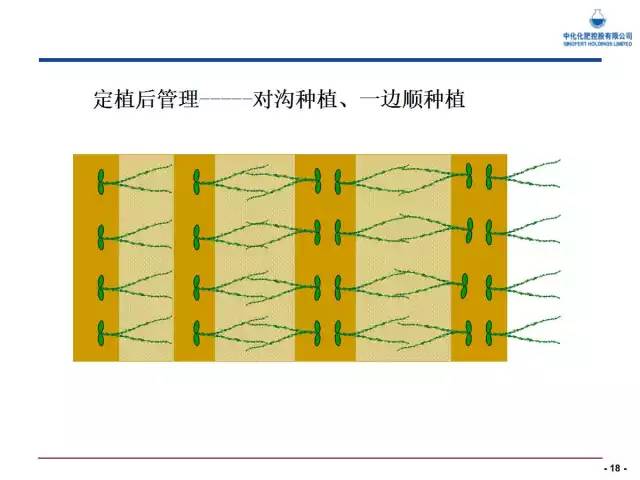 西瓜栽培核心技术(西瓜栽培新技术)