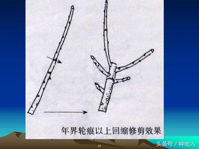 核桃整形修剪技术图解(树木整形修剪技术图解)