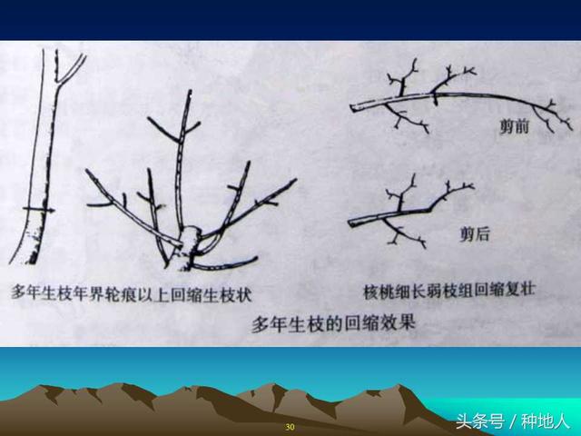 核桃整形修剪技术图解(树木整形修剪技术图解)