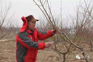 核桃树整形修剪新模式(某农户种植核桃树和杏树已知种植的核桃树)