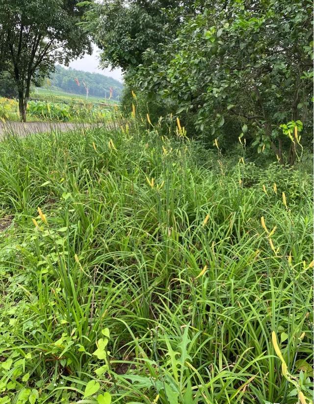 种植黄花菜何时中耕培土(黄花菜种植技术)