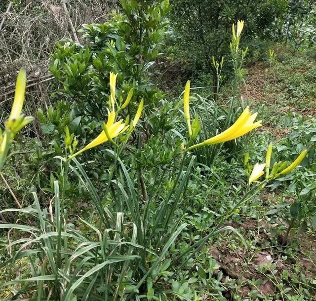 种植黄花菜何时中耕培土(黄花菜种植技术)