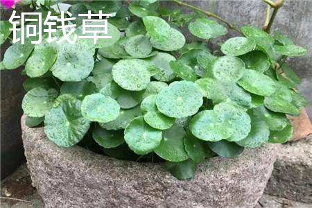 铜钱草和金钱草的区别(铜钱草怎么养)