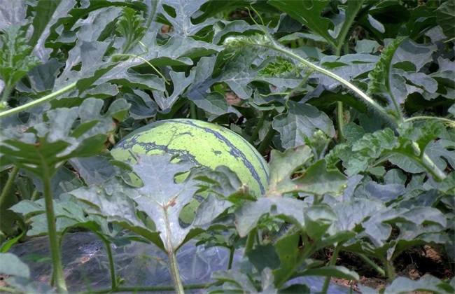 西瓜种植所要的环境(西瓜种植技术和管理视频教程)