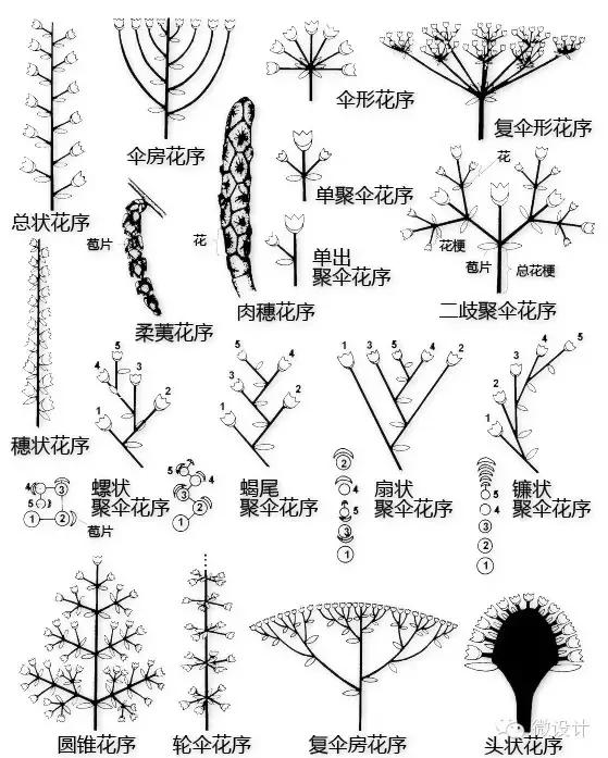 最全植物形态图解(植物形态特征描述)