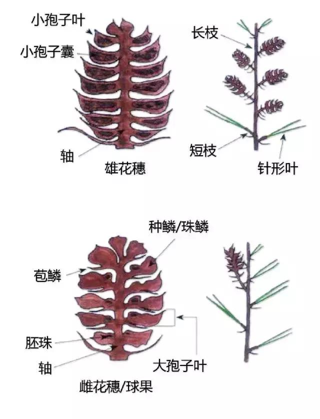 最全植物形态图解(植物形态特征描述)