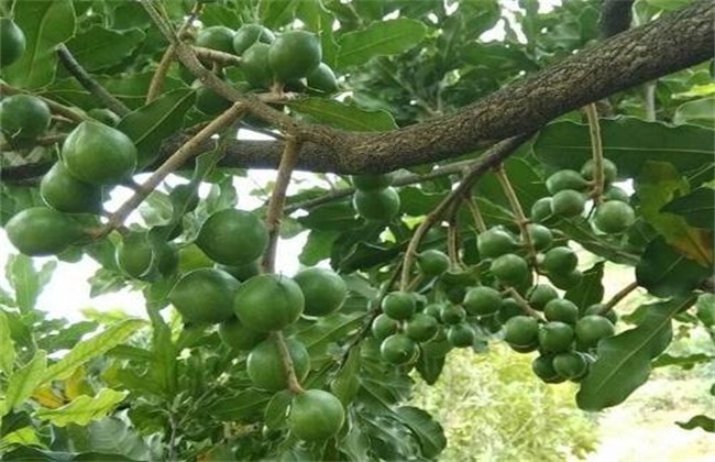 夏威夷果生长对环境条件需要求(夏威夷果的生长环境和相关知识)