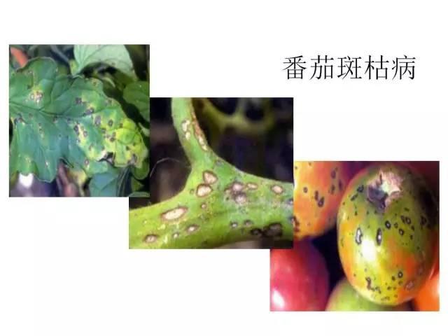 蔬菜病虫害高清图谱(蔬菜病虫害图片)