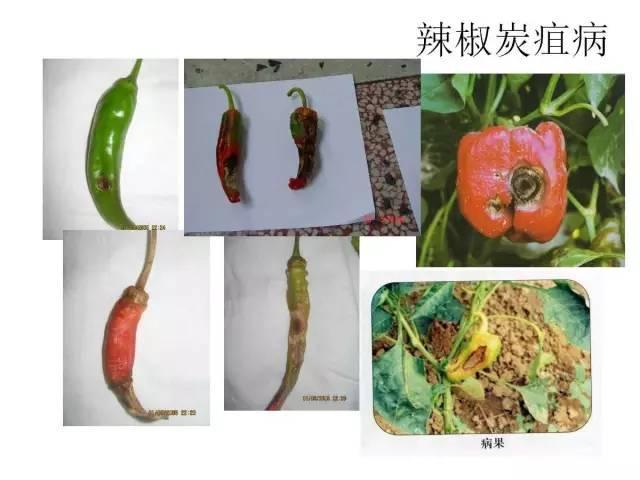 蔬菜病虫害高清图谱(蔬菜病虫害图片)