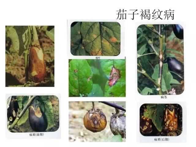 蔬菜病虫害高清图谱(蔬菜病虫害图片)