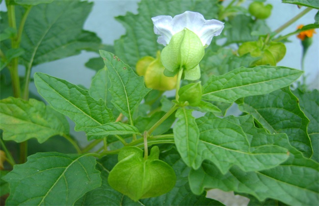 大棚菇娘种植技术(大棚菇娘种植技术和管理)