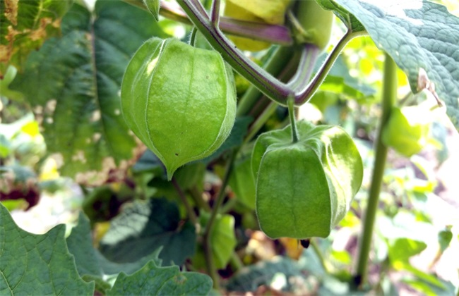 大棚菇娘种植技术(大棚菇娘种植技术和管理)