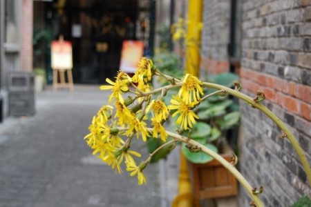 菊花开完花后怎么处理(菊花开完花后怎么处理好)