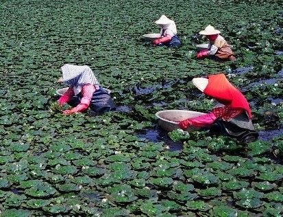 菱角的施肥管理