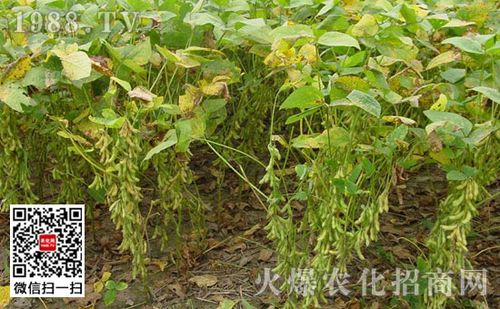 大豆种植需要施肥吗