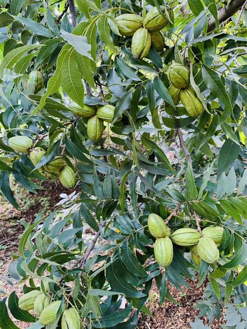 美国山核桃种植条件