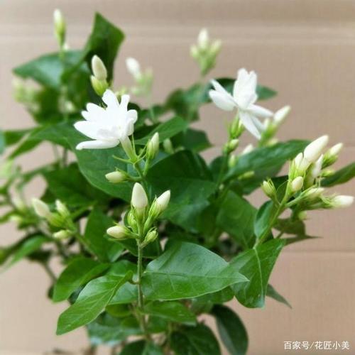 茉莉花怎么养开花不断