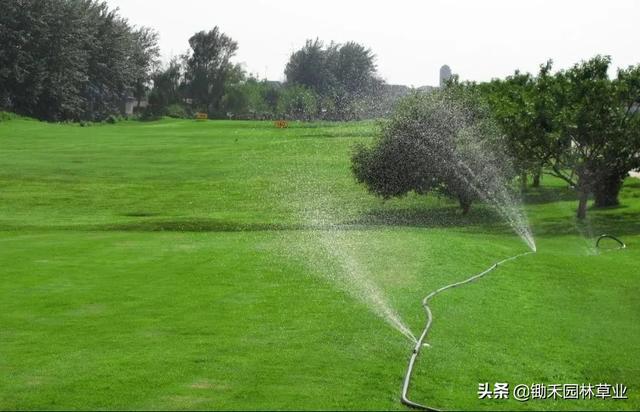 草坪的夏季养护