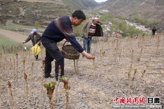 乌龙头种植技术资料